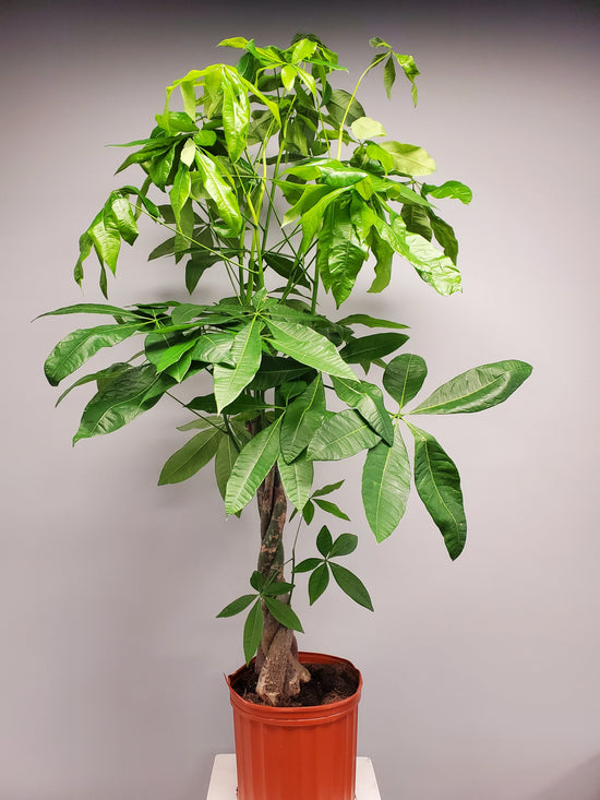 Pachira Aquatica - Money Tree