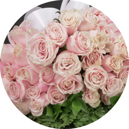 Blush Pink  Roses