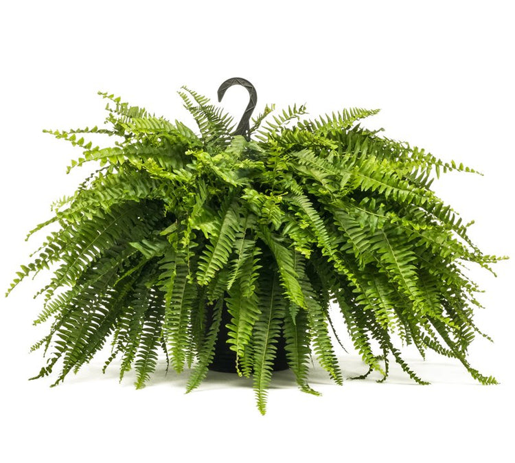 Boston Fern Plant