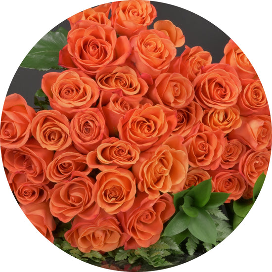 Orange Roses