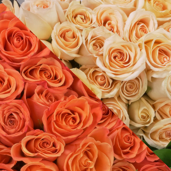 Orange & Peach Roses