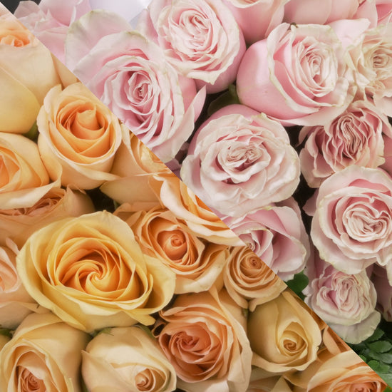 Peach &  Blush Pink Roses