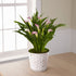  Calla Lily Planter