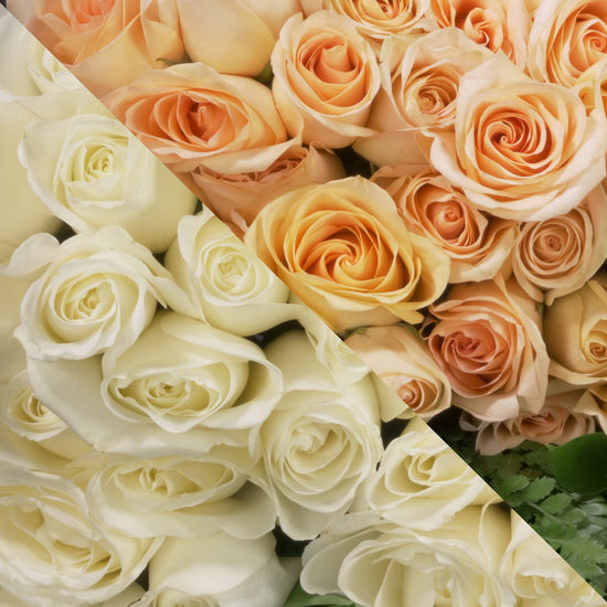 White &  Peach Roses