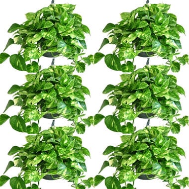 Golden Pothos 