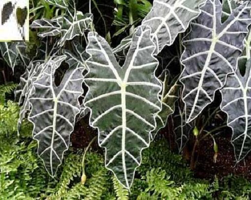 Elephant Ears, Kris Plant