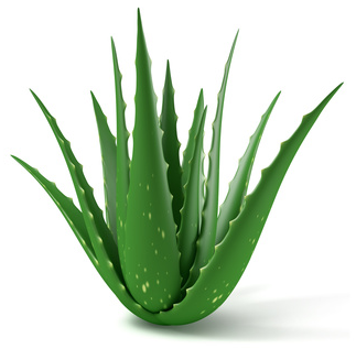 True Aloe