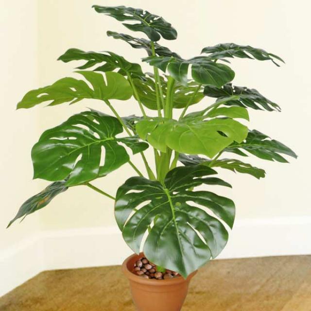 Split-leaf Philodendron