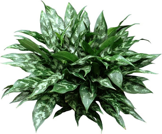 Chinese evergreen