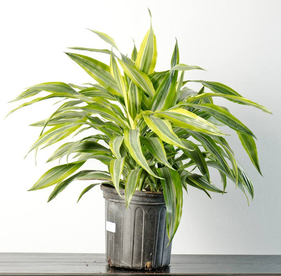 Striped Dracaena