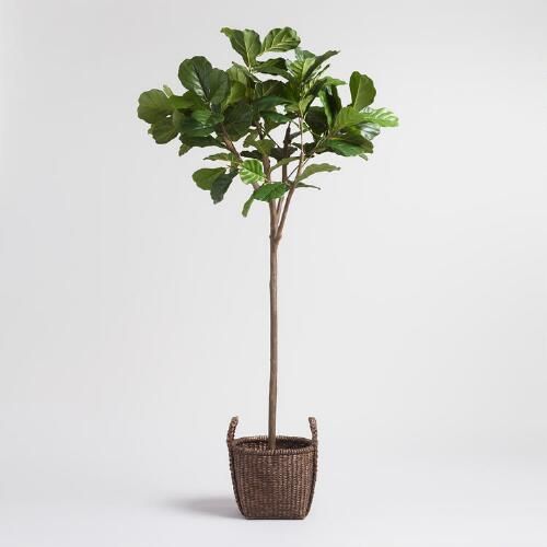 Fiddleleaf Fig