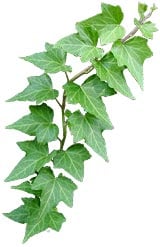 English Ivy