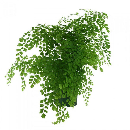 Maidenhair Fern