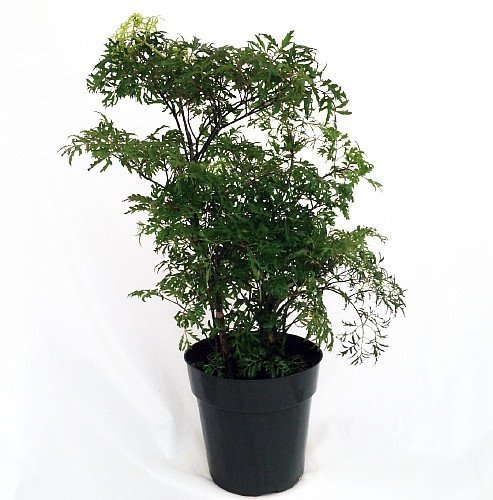 Ming Aralia