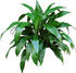 Janet Craig Dracaena