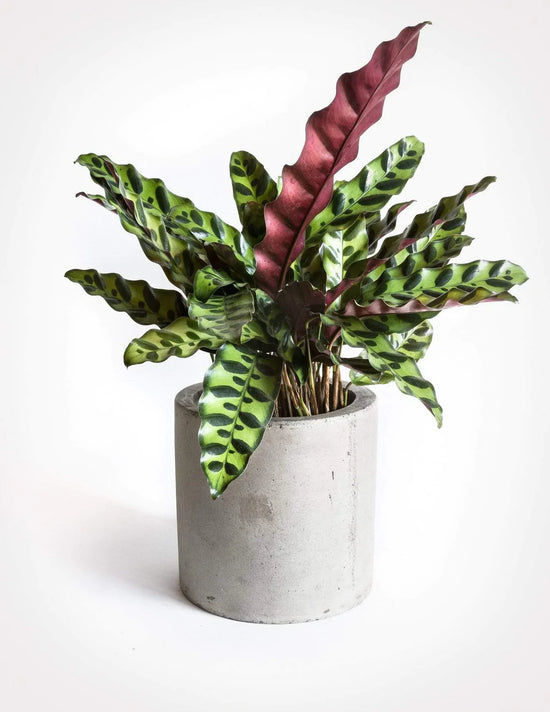 Calathea Lancifolia Rattlesnake Plant 6 Inch